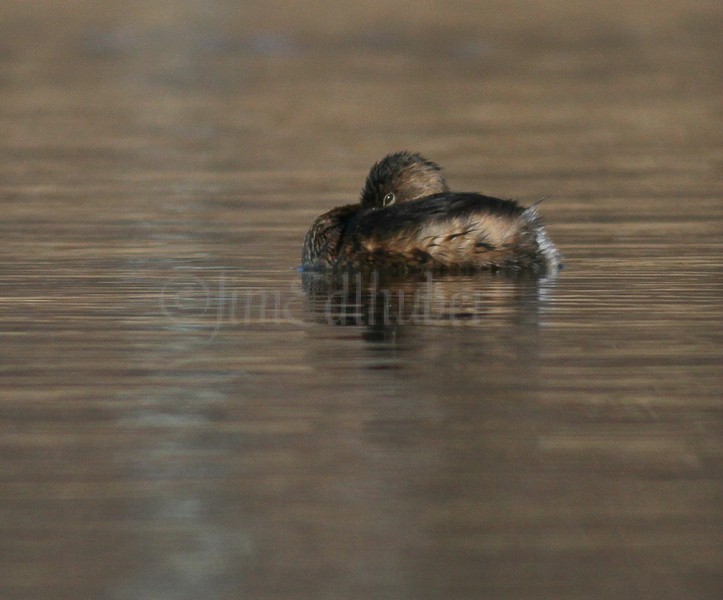 Pied-billed Grebe, just resting