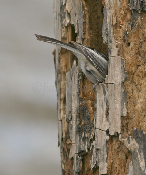 Black-capped Chickadee excavating a nest hole in a dead tree.