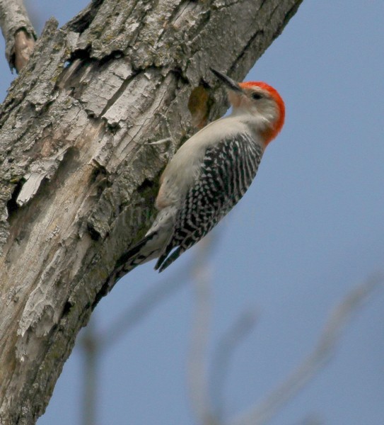 Red-bellied Woodpecker excavating a nest hole in a dead tree.