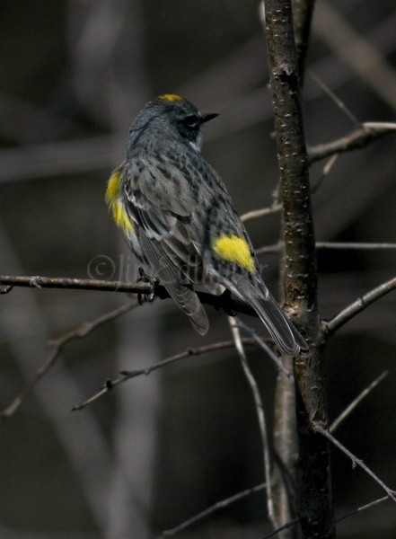 Yellow-rumped Warbler back view