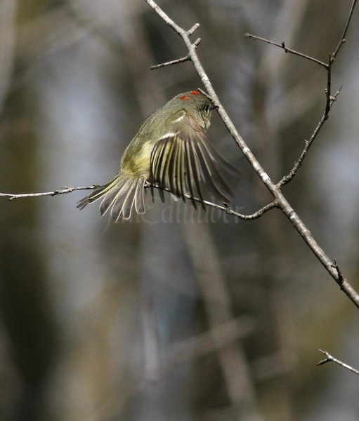 Ruby-crowned Kinglet catching its food!