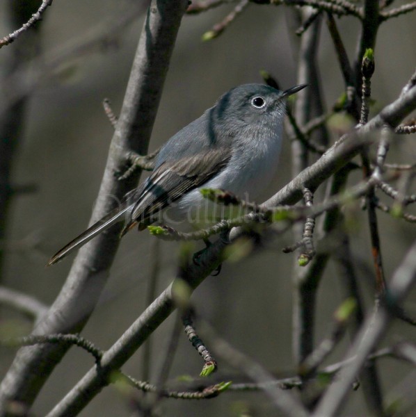Blue-gray Gnatcatcher April 22, 2014