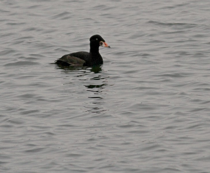 Surf Scoter - adult male