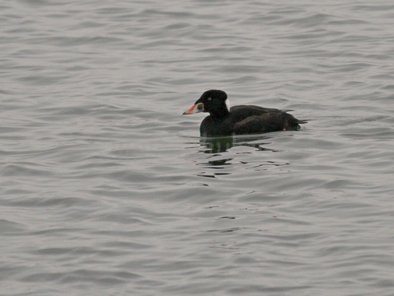 Surf Scoter - adult male