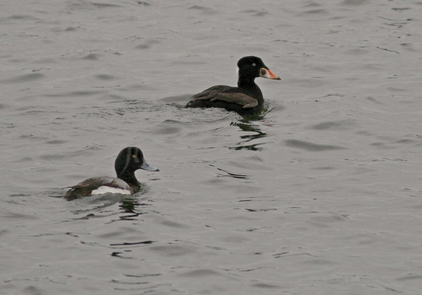 Surf Scoter - adult male with Greater Scaup - adult male