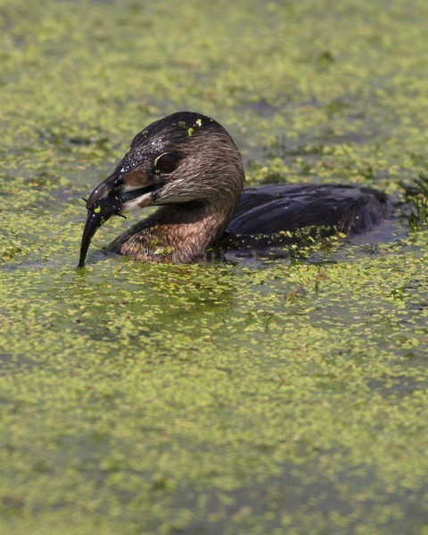 Pied-billed Grebe, adult Horicon Marsh, August 1, 2010