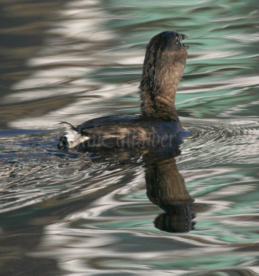 Back view of the Pied-billed Grebe just after taking down the fish.