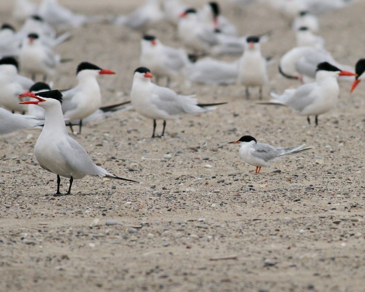 Caspian Tern with a Forster's Tern (right front) - Racine North Beach April 30, 2013
