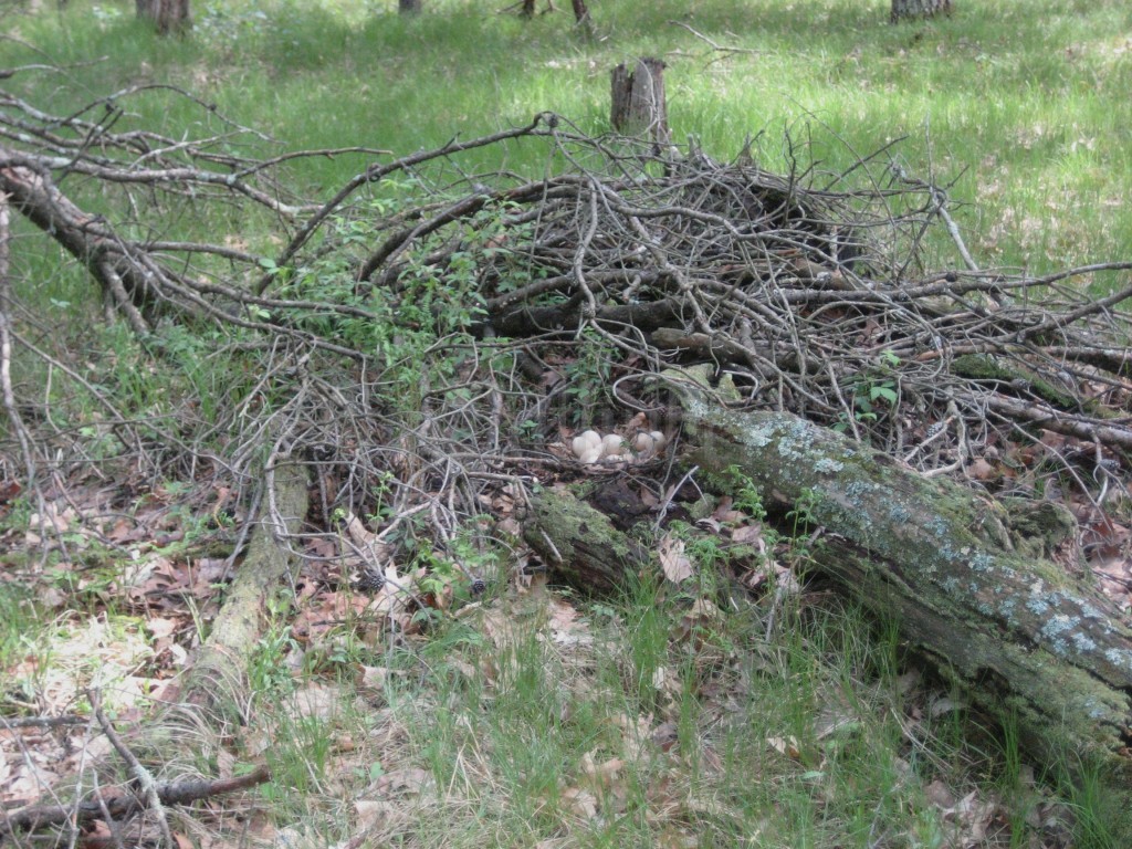 Wild Turkey nest with eggs Marquette Co. WI. May 27, 2011.