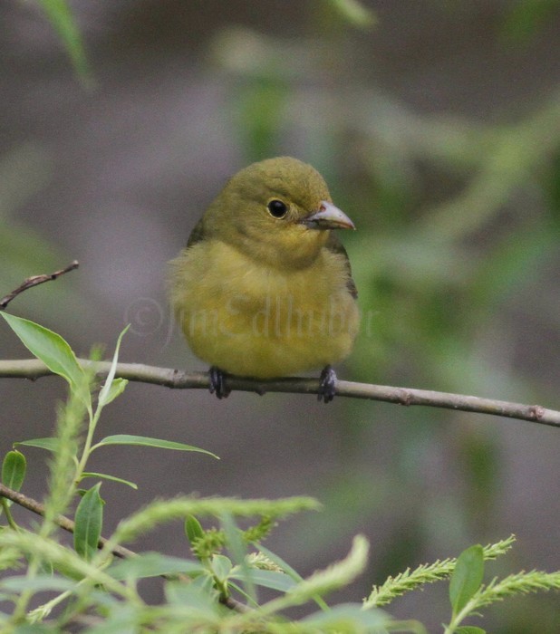 Scarlet Tanager - Female Waukesha Fox River Sanctuary May 13, 2014