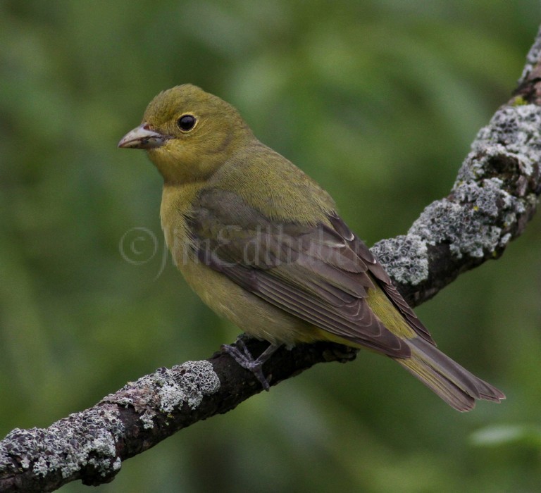 Scarlet Tanager - Female Waukesha Fox River Sanctuary May 13, 2014 