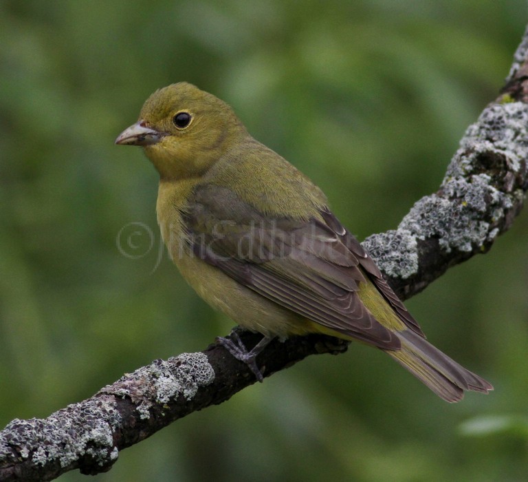 Scarlet Tanager - Female Waukesha Fox River Sanctuary May 13, 2014