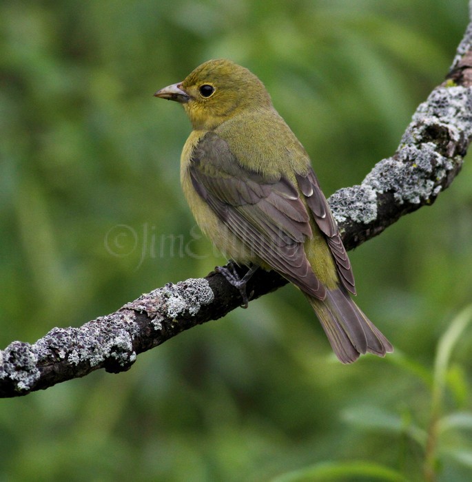 Scarlet Tanager - Female Waukesha Fox River Sanctuary May 13, 2014