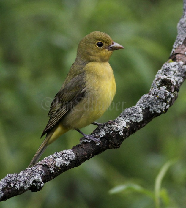 Scarlet Tanager - Female Waukesha Fox River Sanctuary May 13, 2014