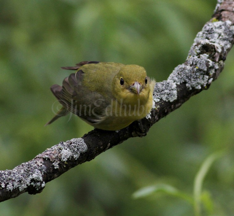 Scarlet Tanager - Female Waukesha Fox River Sanctuary May 13, 2014