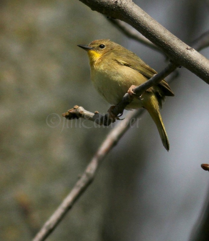 Common Yellowthroat - Female