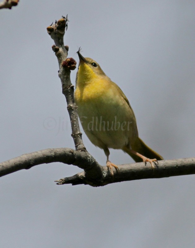 Common Yellowthroat - Female with insect.