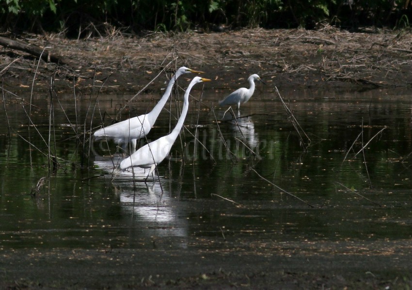 2 Great Egrets - left, Snowy Egret, right