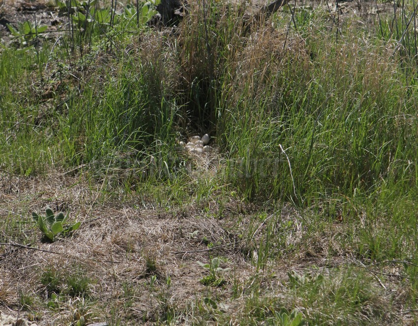 Wild Turkey Nest with eggs, more distant shot, Marquette Co. WI. May 24, 2014