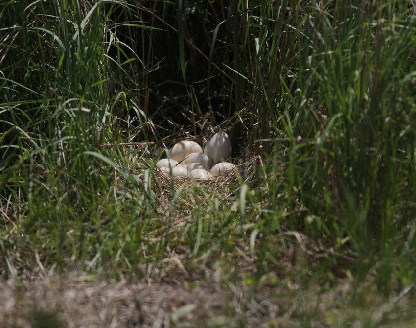 Wild Turkey Nest with eggs Marquette Co. WI. May 24, 2014