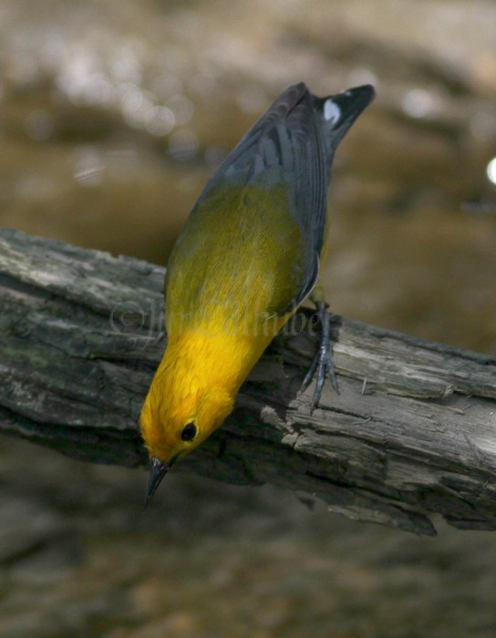 Prothonotary Warbler looking for food.