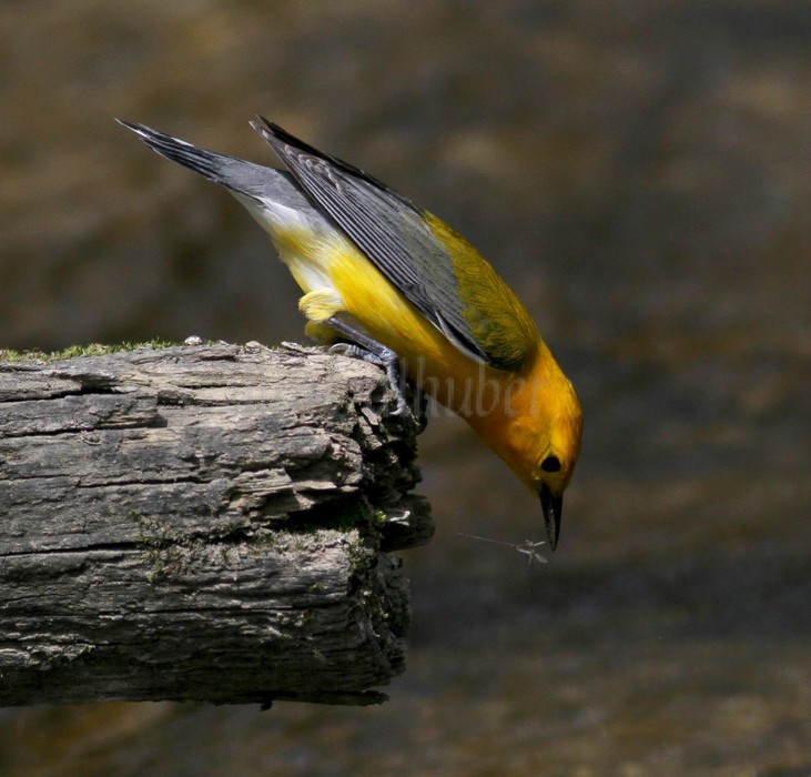 Prothonotary Warbler with insect.