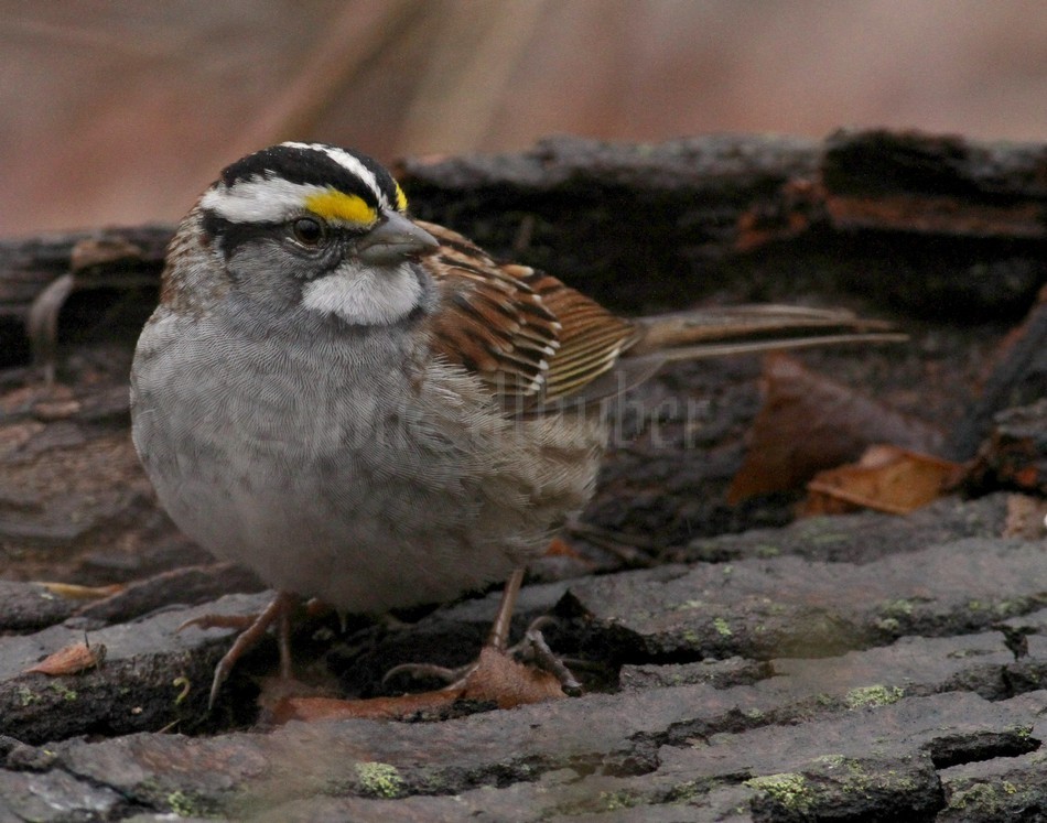 White-throated Sparrow - adult white and black striped variation