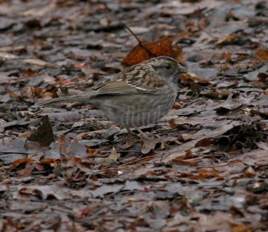 White-throated Sparrow - adult tan and black striped variation.