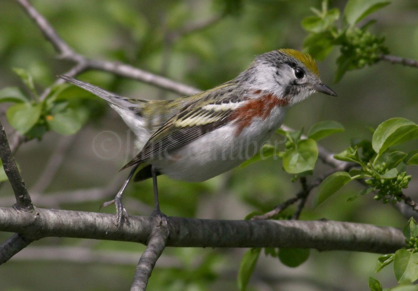 Chestnut-sided Warbler - Female, going for an insect!