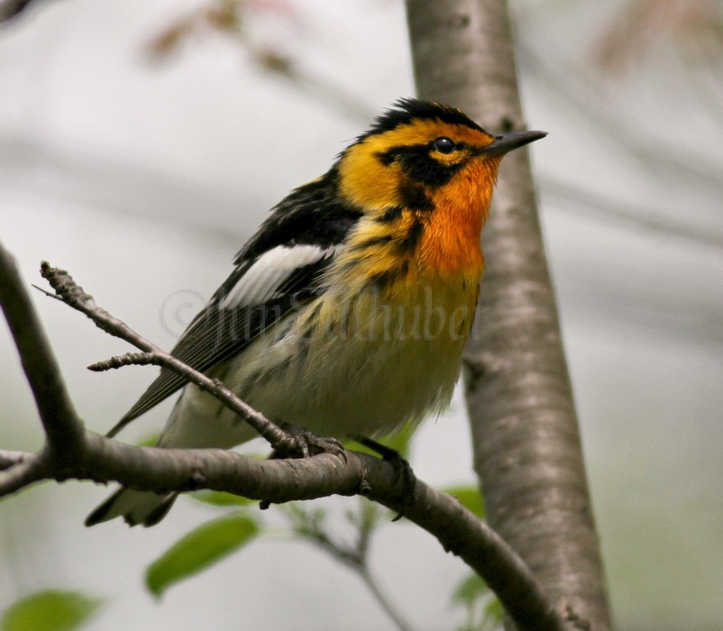 Blackburnian Warbler - Male