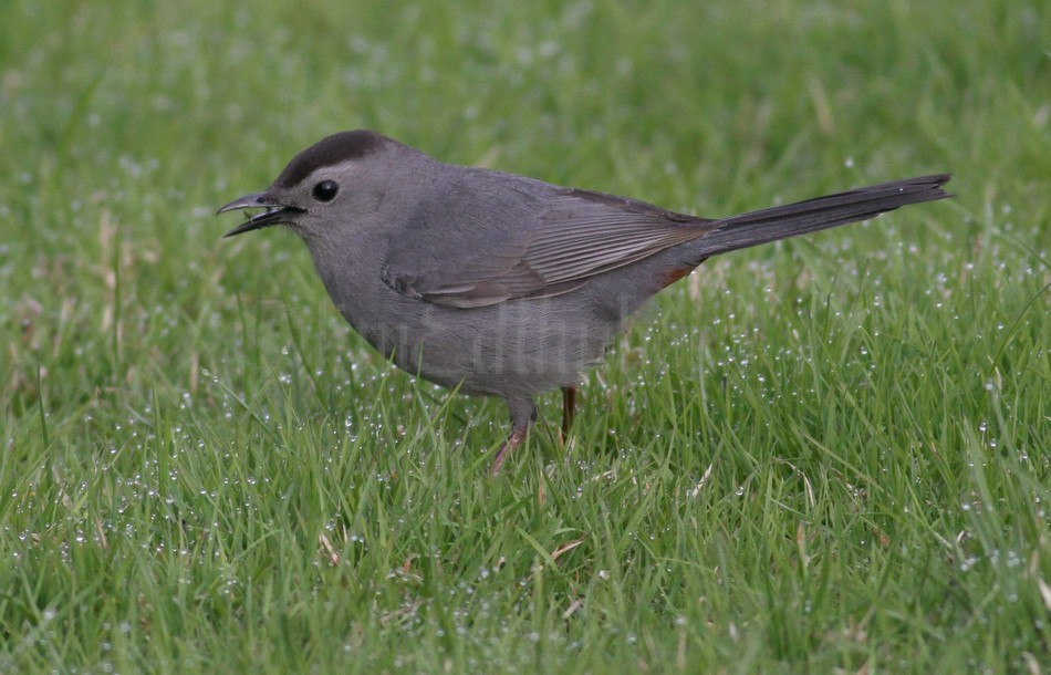 Gray Catbird with insect in bill.