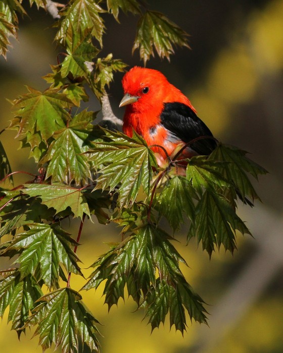 Scarlet Tanager - Male Lake Park MKE May 10, 2013