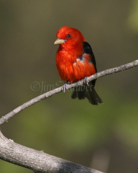 Scarlet Tanager - Male Lake Park MKE May 10, 2013