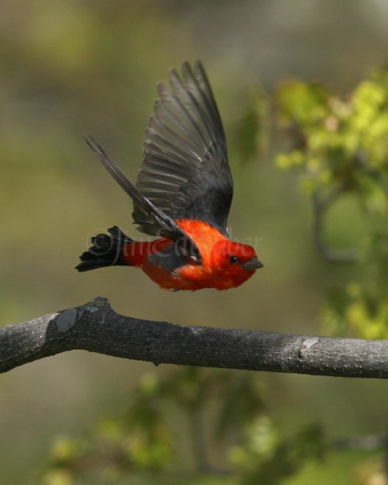 Scarlet Tanager - Male Lake Park MKE May 10, 2013
