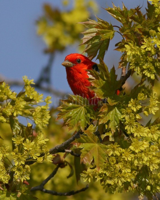 Scarlet Tanager - Male Lake Park MKE May 10, 2013