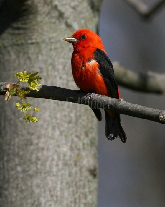 Scarlet Tanager - Male Lake Park MKE May 10, 2013