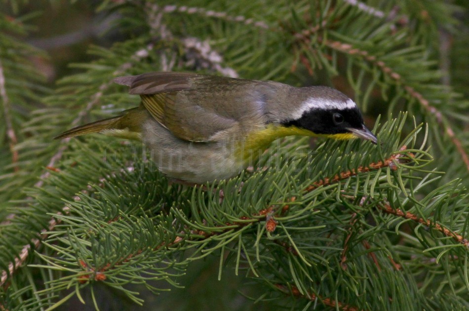 Common Yellowthroat going for the gnat!