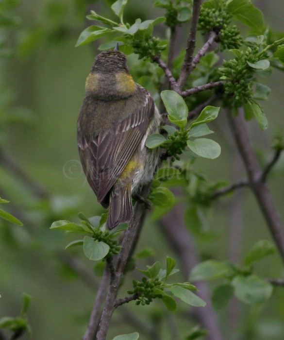 Cape May Warbler - Female, Back view, Waukesha Fox River Sanctuary