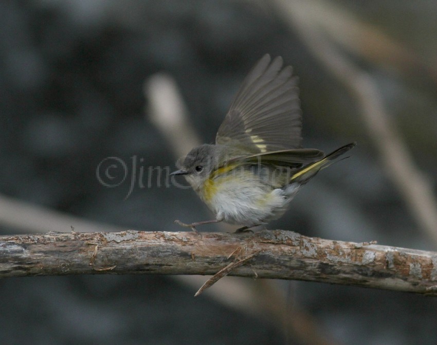 American Redstart - Female, at takeoff!