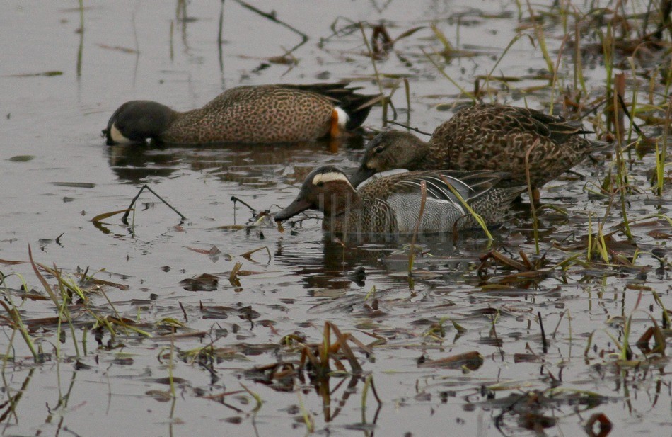 Garganey - male - in front, Blue-winged Teal in back