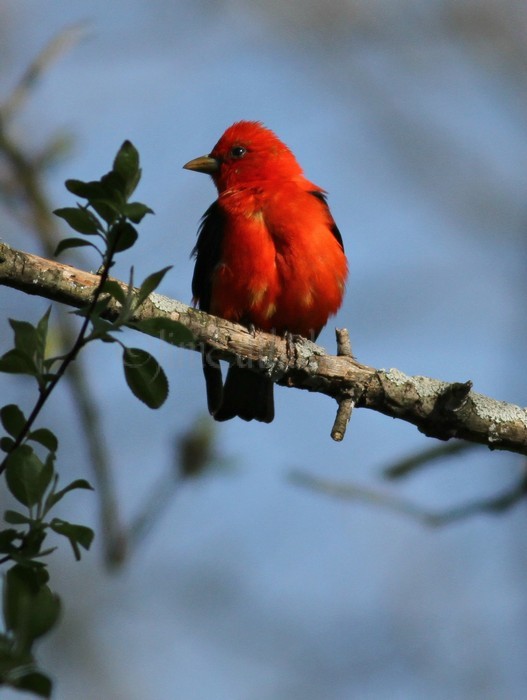 Scarlet Tanager - Male Waukesha May 10, 2014