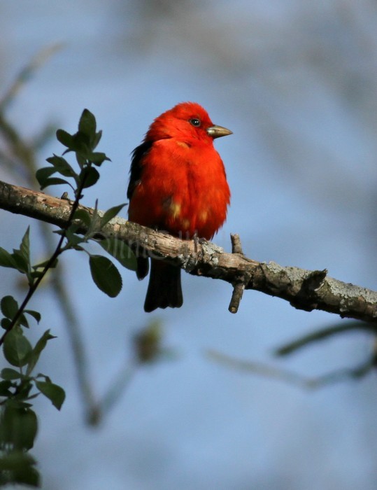 Scarlet Tanager - Male Waukesha May 10, 2014
