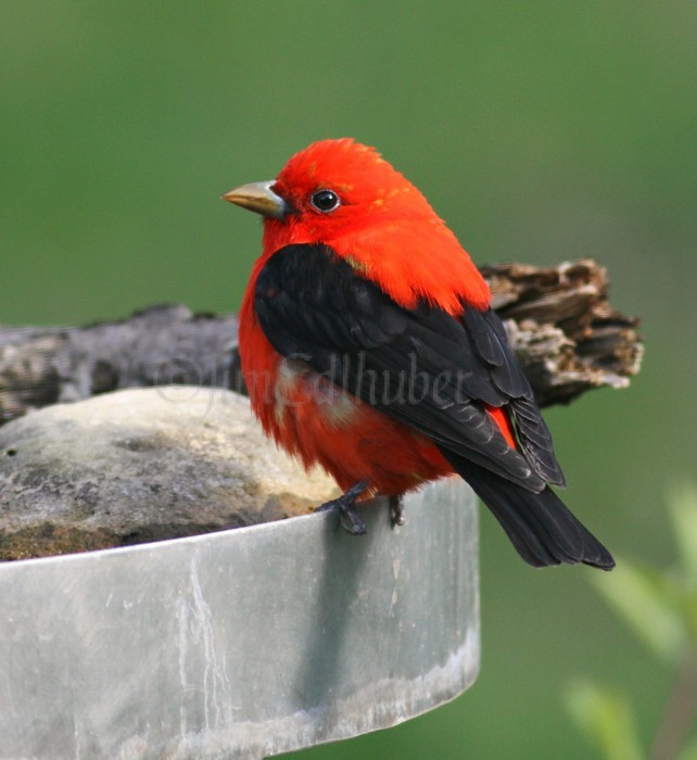 Scarlet Tanager - Male Waukesha May 10, 2014