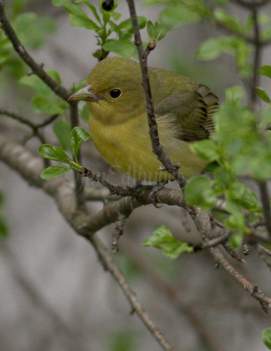 Scarlet Tanager - Female Waukesha Fox River Sanctuary May 13, 2014