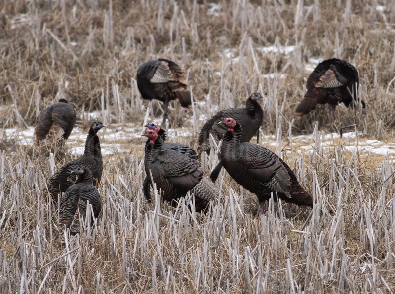 Wild Turkeys, image taken on January 31, 2010 in Waukesha Co.
