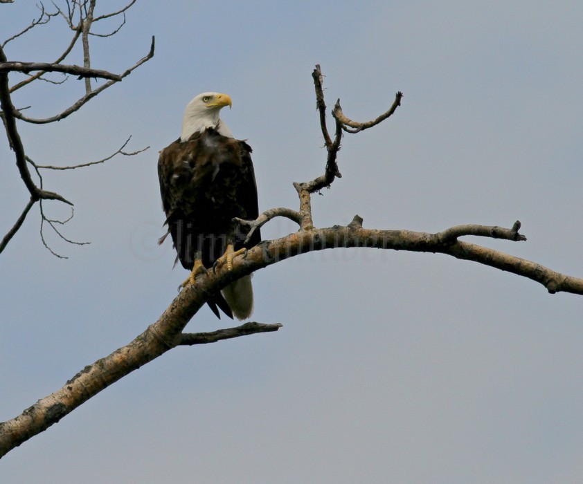 American Bald Eagle adult perched in a tree.