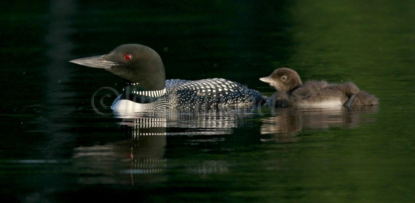 Common Loon with chick.