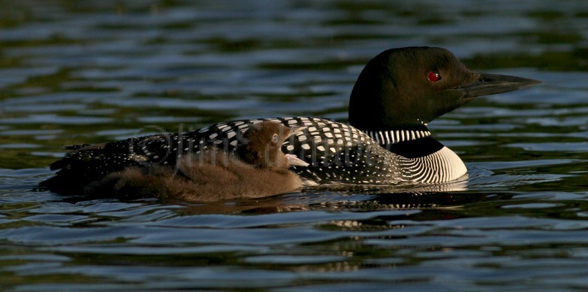 Common Loon young calling for food.