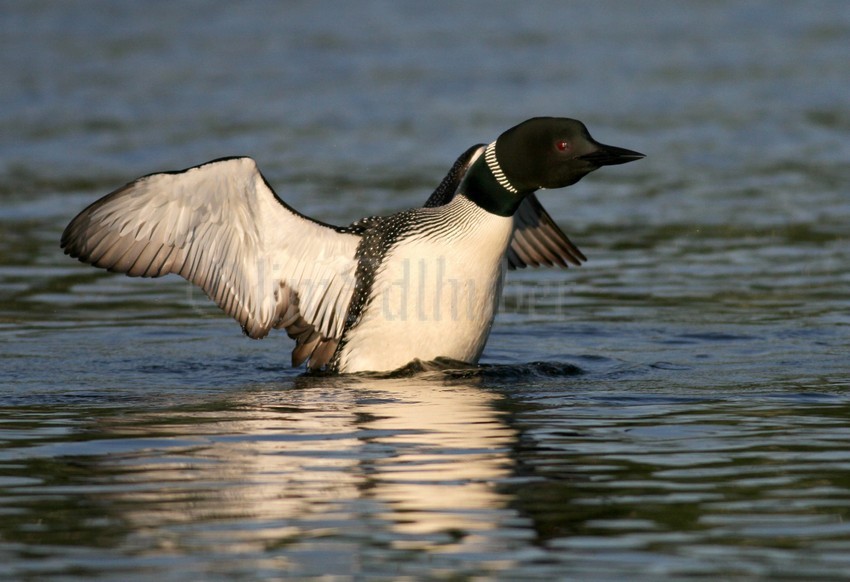 Common Loon stretching.