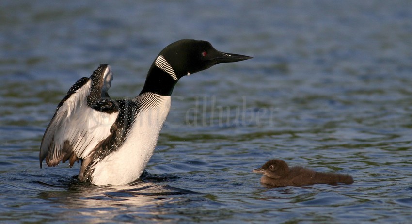 Common Loon stretching with young watching.